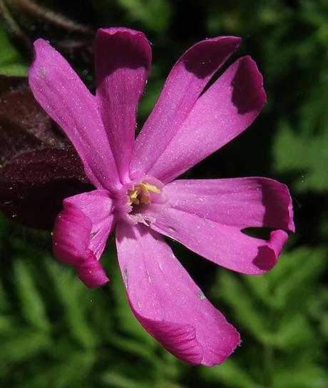 Silène dioïque (Silene dioica)