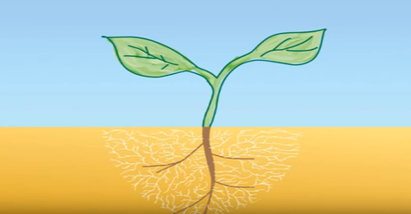 Pourquoi les mycorhizes sont importantes pour les plantes et pour le sol ?