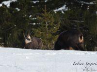 Deux imposants chamois se retrouvent dans les neiges du Val-de-Travers.