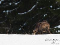 Vêtu de son épais manteau d'hiver, le chamois parcourt sa zone de gagnage enneigée des hauteurs du Val-de-Travers en quête de quelques herbes nourissantes.