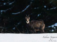 Vêtu de son épais manteau d'hiver, le chamois parcourt sa zone de gagnage enneigée des hauteurs du Val-de-Travers en quête de quelques herbes nourissantes.