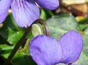 Violette chiens (Viola canina)