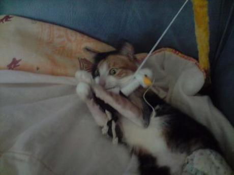 Angel, des photos et une vidéo !!! Angel, des photos et une vidéo !!!