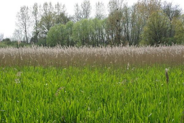 Les étangs de Fontaine Française