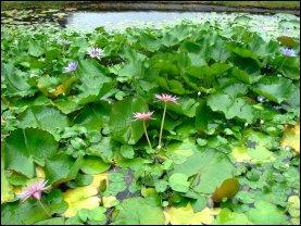 Nord et Sud (divers)