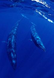 Commission Baleinière Internationale (CBI) au Chili : Greenpeace demande une réforme de l’institution