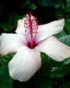 Hibiscus_blanc_hawaii