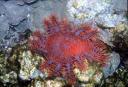 acanthaster11.jpg