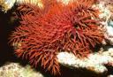 acanthaster2.jpg