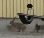 vidéo lièvre lapin corbeaux