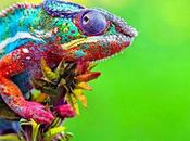 Pourquoi élever caméléon