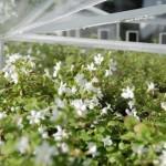 GREEN : FurniBloom, la vie verte dans vos meubles!