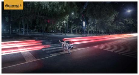 Continental_luces-dog_crossing