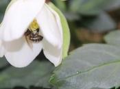 abeilles réveillent, est-ce printemps