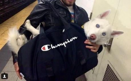 Dans le métro de New York, les chiens sont interdits sauf s'ils sont dans un sac !