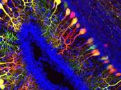 THYROÏDE Pourquoi faudrait tester futures mères aussi Journal Endocrinology