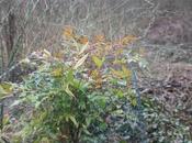 rubis pour décorer l'hiver