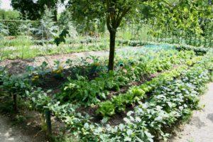 Apprendre à cultiver un potager sans pesticides