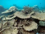 Grande barrière corail australienne menacée pesticides