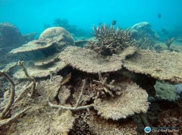 La Grande barrière de corail australienne menacée par les pesticides