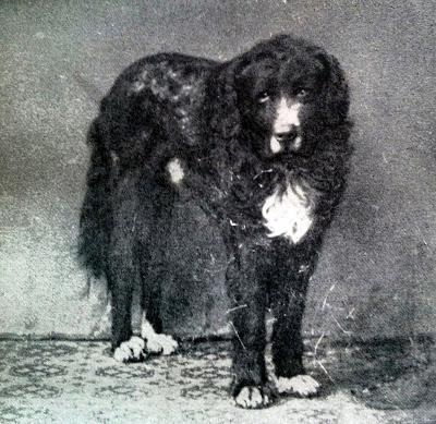 Ruß, Marke, Fasolt et Fafner, quatre chiens de Richard Wagner