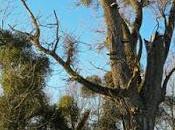 Peuplier noir (Populus nigra)