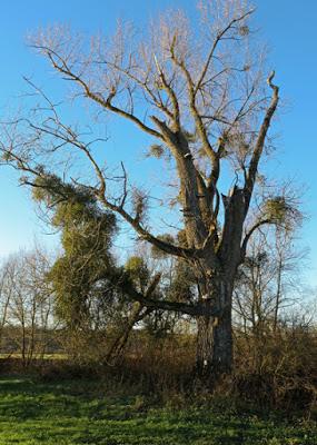 Peuplier noir (Populus nigra)