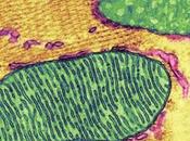 PARKINSON Rétablir lipides mitochondries pour bloquer maladie