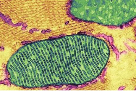 PARKINSON : Rétablir les lipides des mitochondries pour bloquer la maladie – JCB