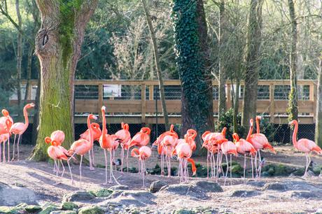 Une journée au ZooParc de Beauval