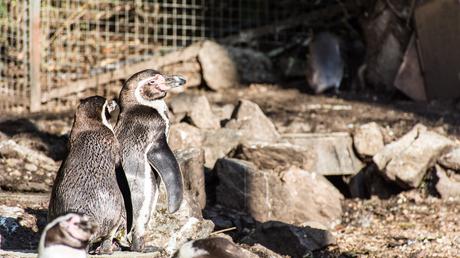 Une journée au ZooParc de Beauval