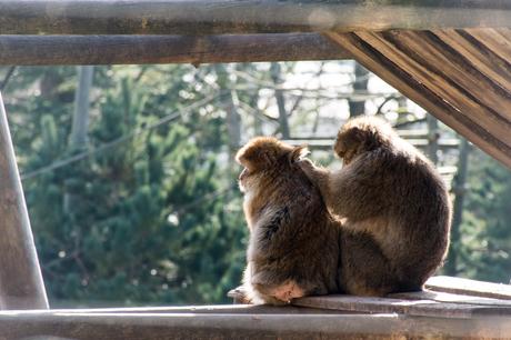 Une journée au ZooParc de Beauval