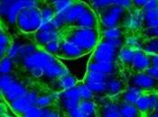 ADDITIFS chamboulent microbiome muqueuse bactéries intestinales NanoImpact