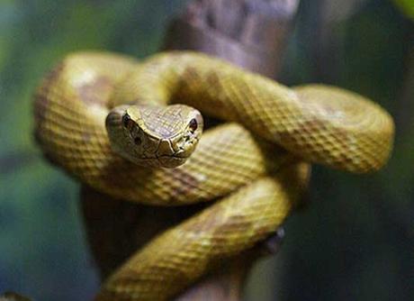 record plus dangereux serpent du monde