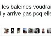 Casuistique baleines...