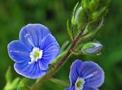 Véronique petit-chêne (Veronica chamaedrys)