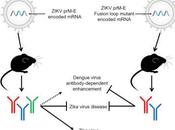 #cell #Zika #infectionparleviruszika #ARNm #vaccin vaccins ARNm modifié protègent contre l’infection virus Zika