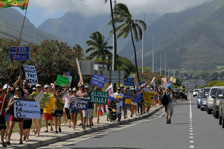 OGM: Cyrius Sutton au coeur de la controverse à Hawaii