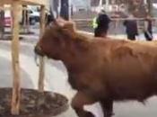 taureau liberté salon l'agriculture. aléas l'installation...