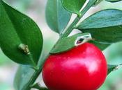 Fragon, Petit houx (Ruscus aculeatus)