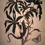 Les Illustrations de Veranderingen du Surinam