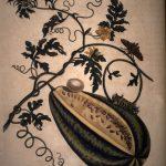 Les Illustrations de Veranderingen du Surinam