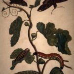 Les Illustrations de Veranderingen du Surinam