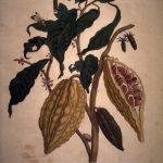 Les Illustrations de Veranderingen du Surinam