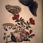 Les Illustrations de Veranderingen du Surinam