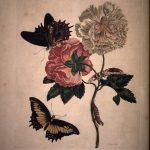 Les Illustrations de Veranderingen du Surinam