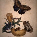 Les Illustrations de Veranderingen du Surinam