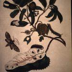 Les Illustrations de Veranderingen du Surinam