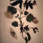 Les Illustrations de Veranderingen du Surinam