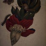 Les Illustrations de Veranderingen du Surinam